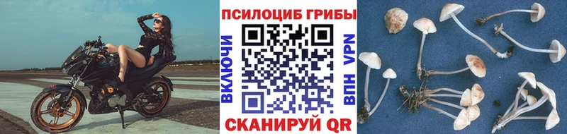 как найти   Южноуральск  Галлюциногенные грибы Cubensis 